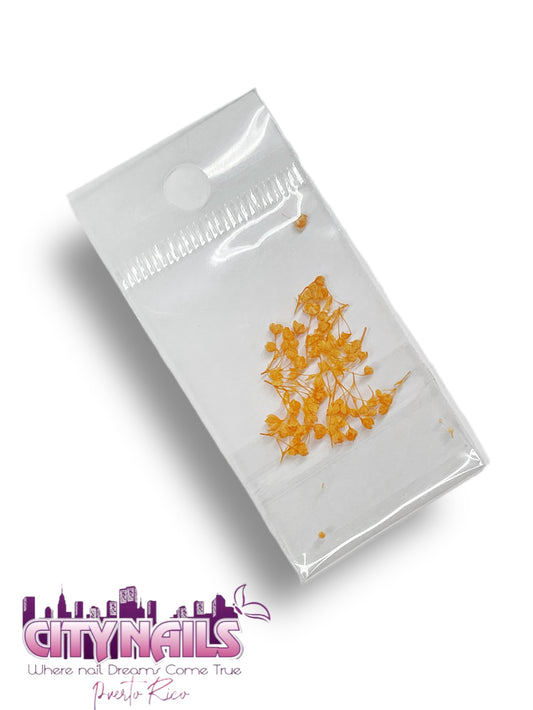 Small Dried Flowers: #16